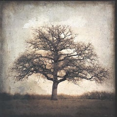 "Live Oak, Winter, Texas" Original Artwork, Pigment Print and Colored Pencil