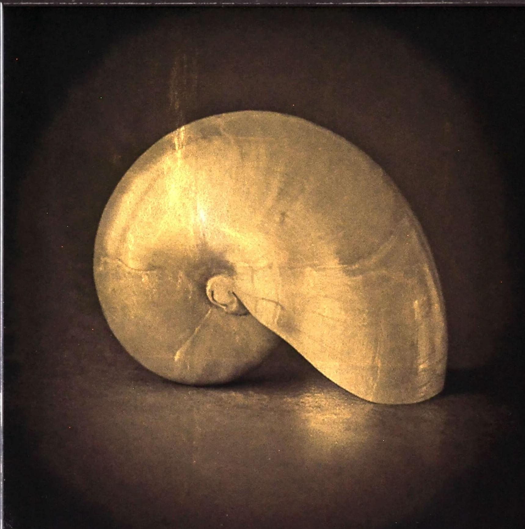 Kate Breakey Still-Life Painting - "Nautilus Shell" Original Artwork, 24kt Gold on Museum Glass