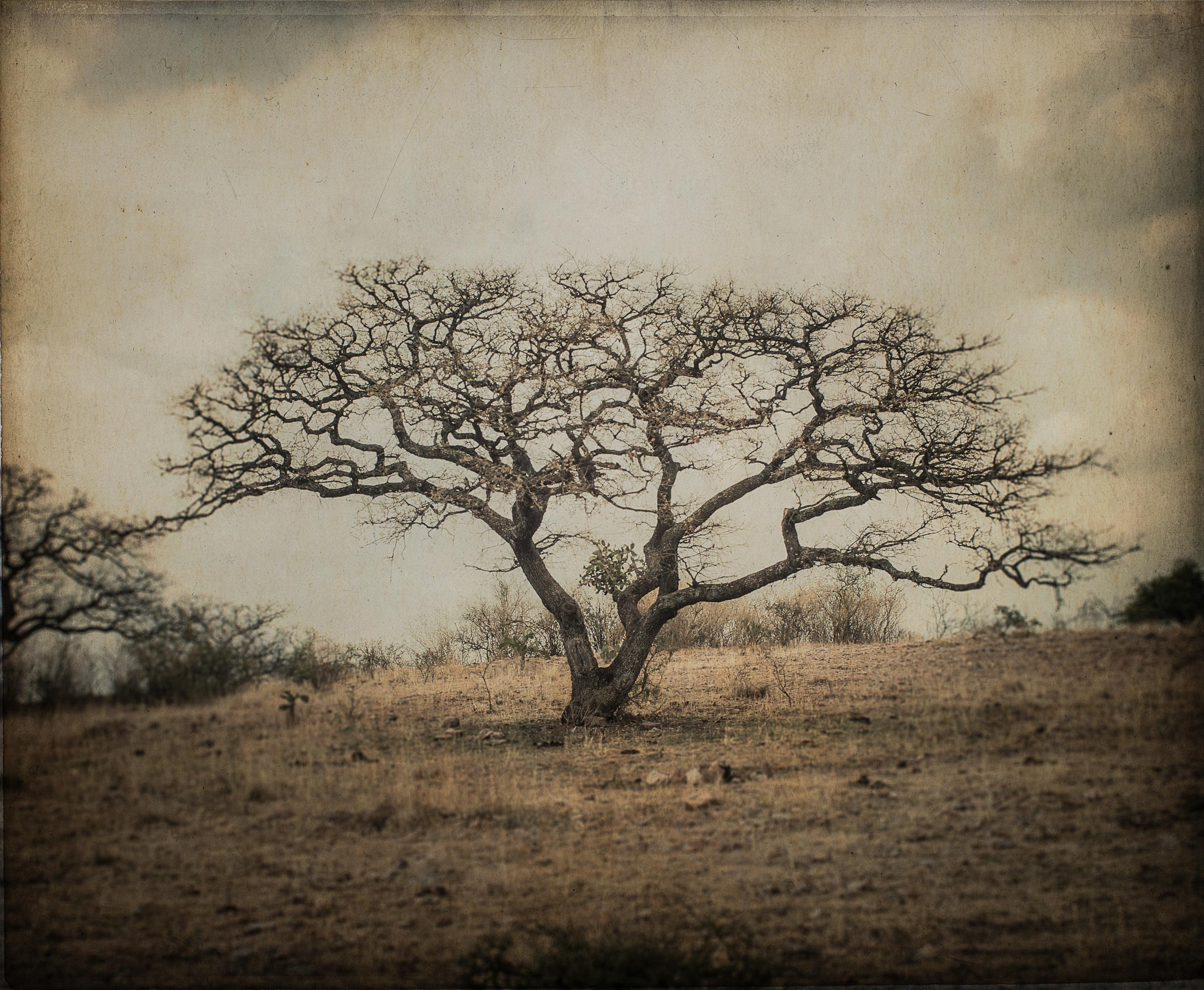 Kate Breakey Landscape Photograph - Bare Tree, Mexico