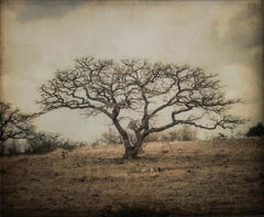 Bare Tree, Mexico