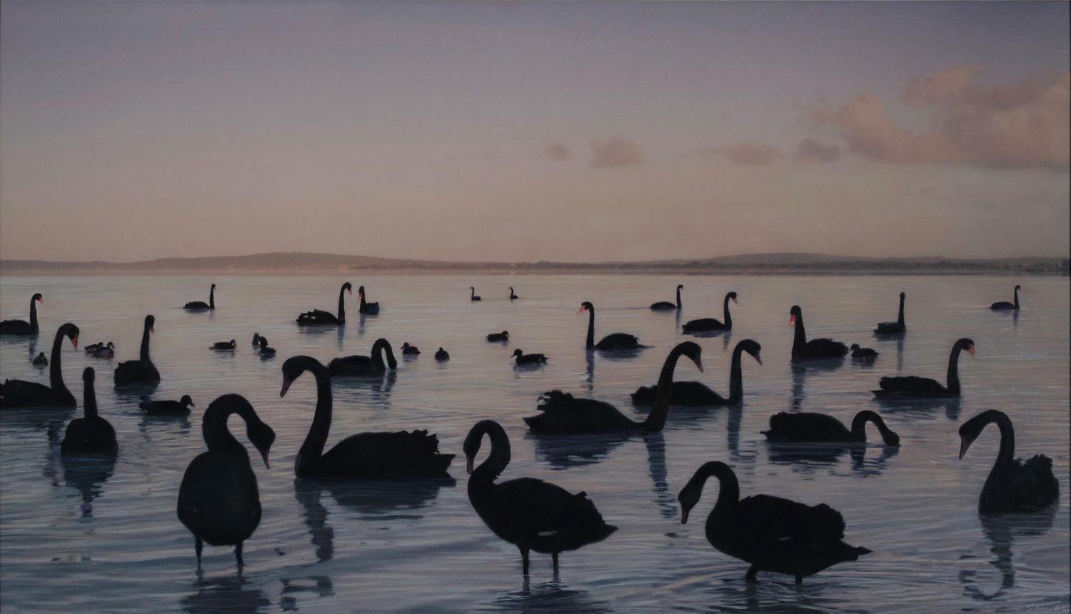 Kate Breakey Black and White Photograph - Black Swans, Kellidie Bay, South Australia