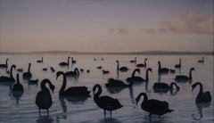 Black Swans, Kellidie Bay, South Australia