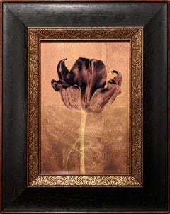 Black Tulip III [Ref. #182]