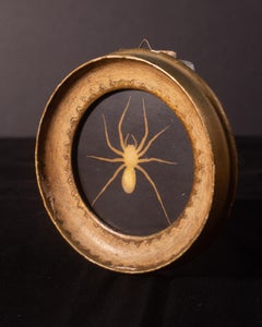 Araña violinista marrón