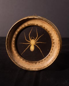 Brown Fiddle Spider