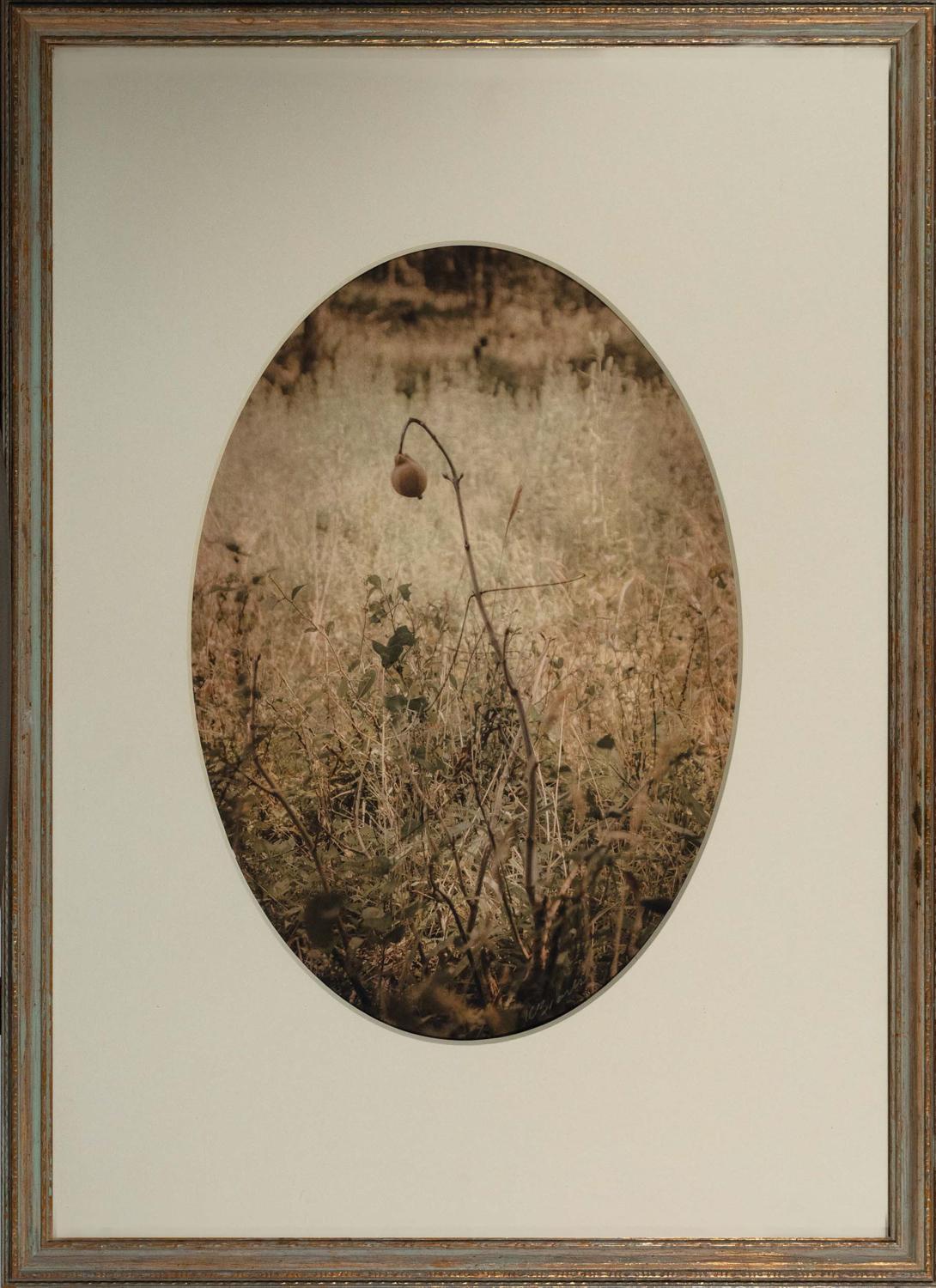 Kate Breakey Landscape Photograph - Buckeye, Texas