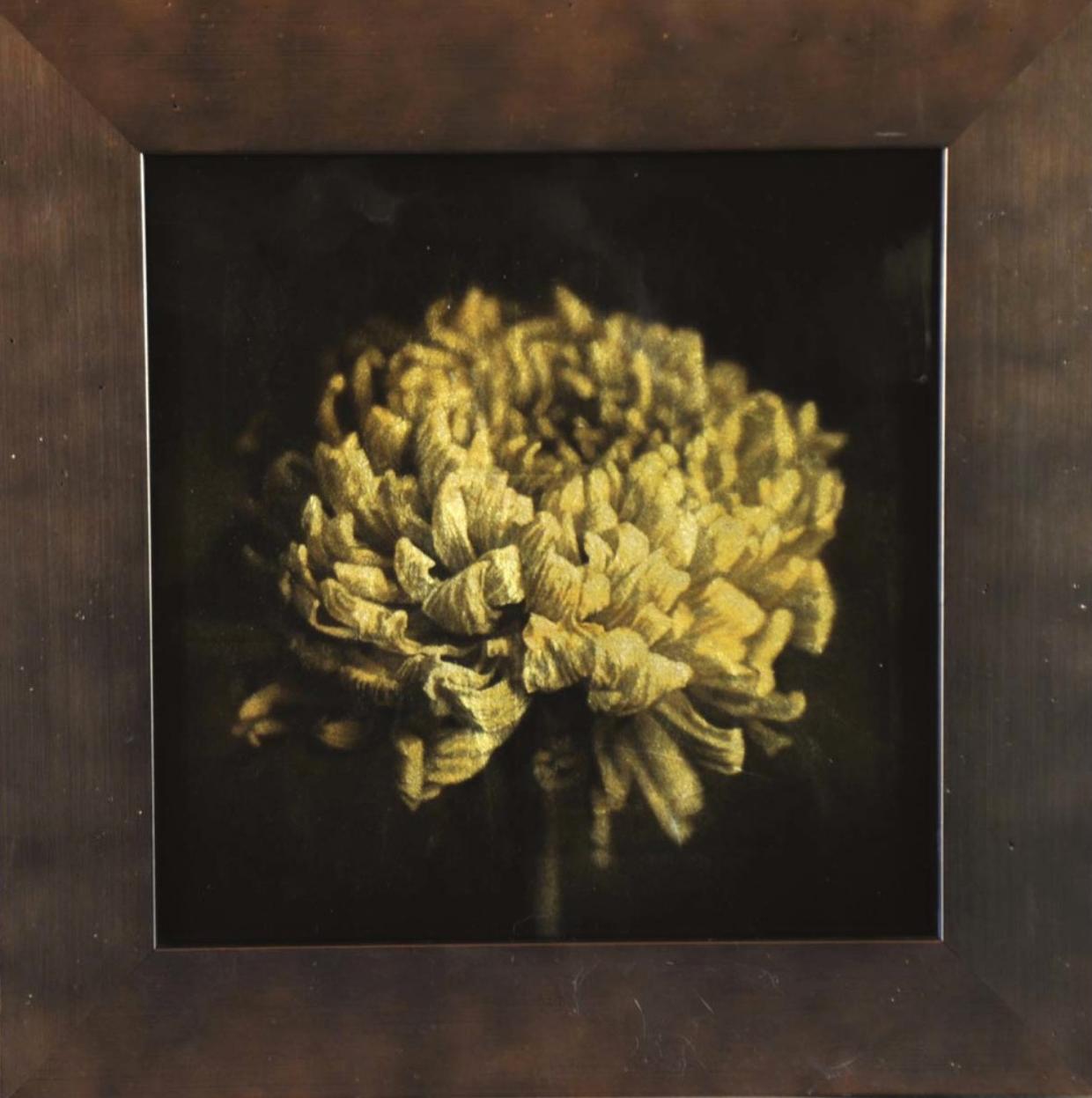 Kate Breakey Landscape Photograph - Chrysanthemum