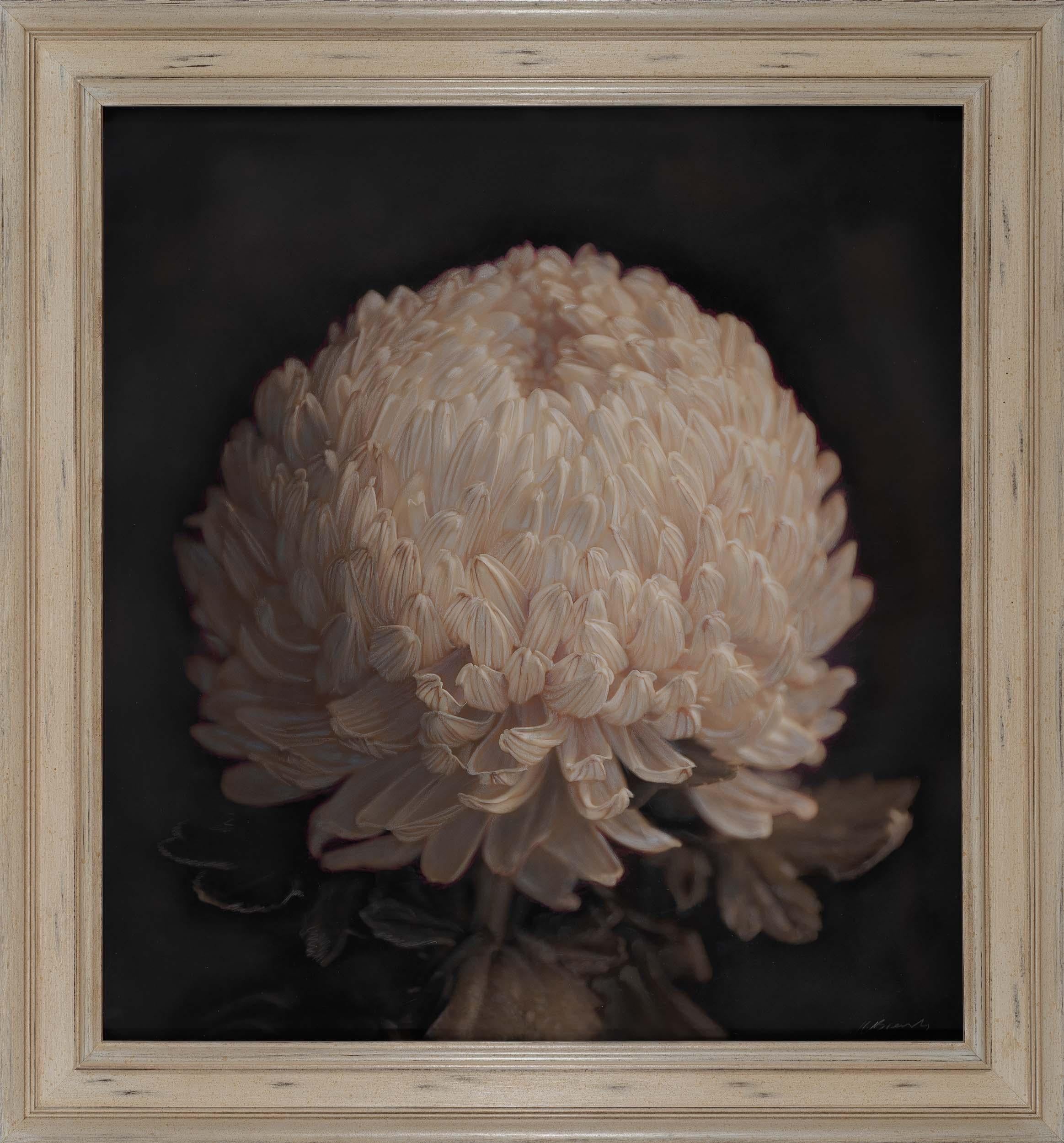 Chrysanthemum II - Mixed Media Art by Kate Breakey
