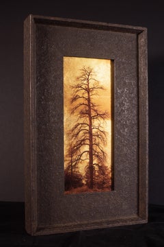 Pino morto, Low Show, White Mountains, Arizona