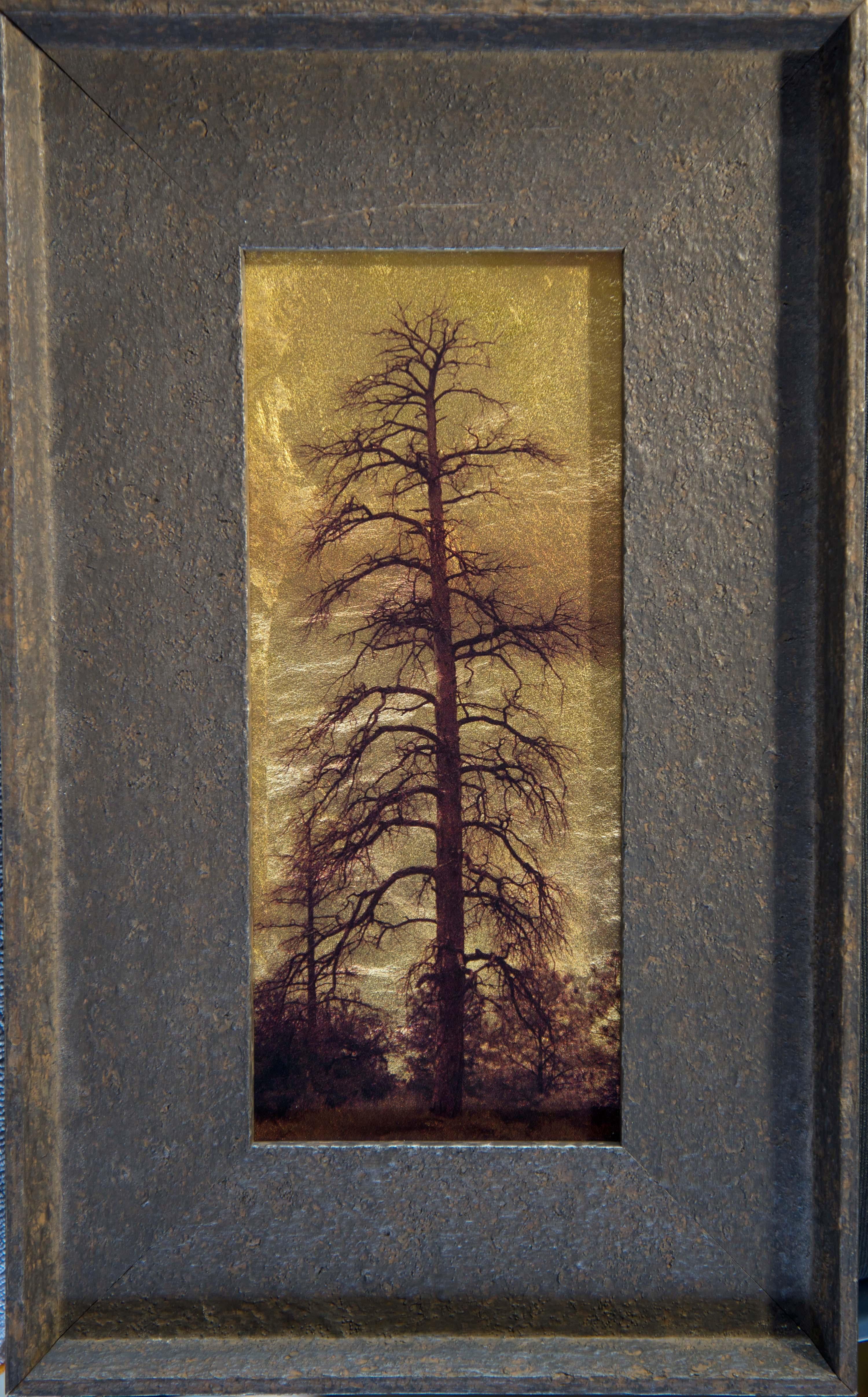 Dead Pine, Show Low, Weiße Berge, Az