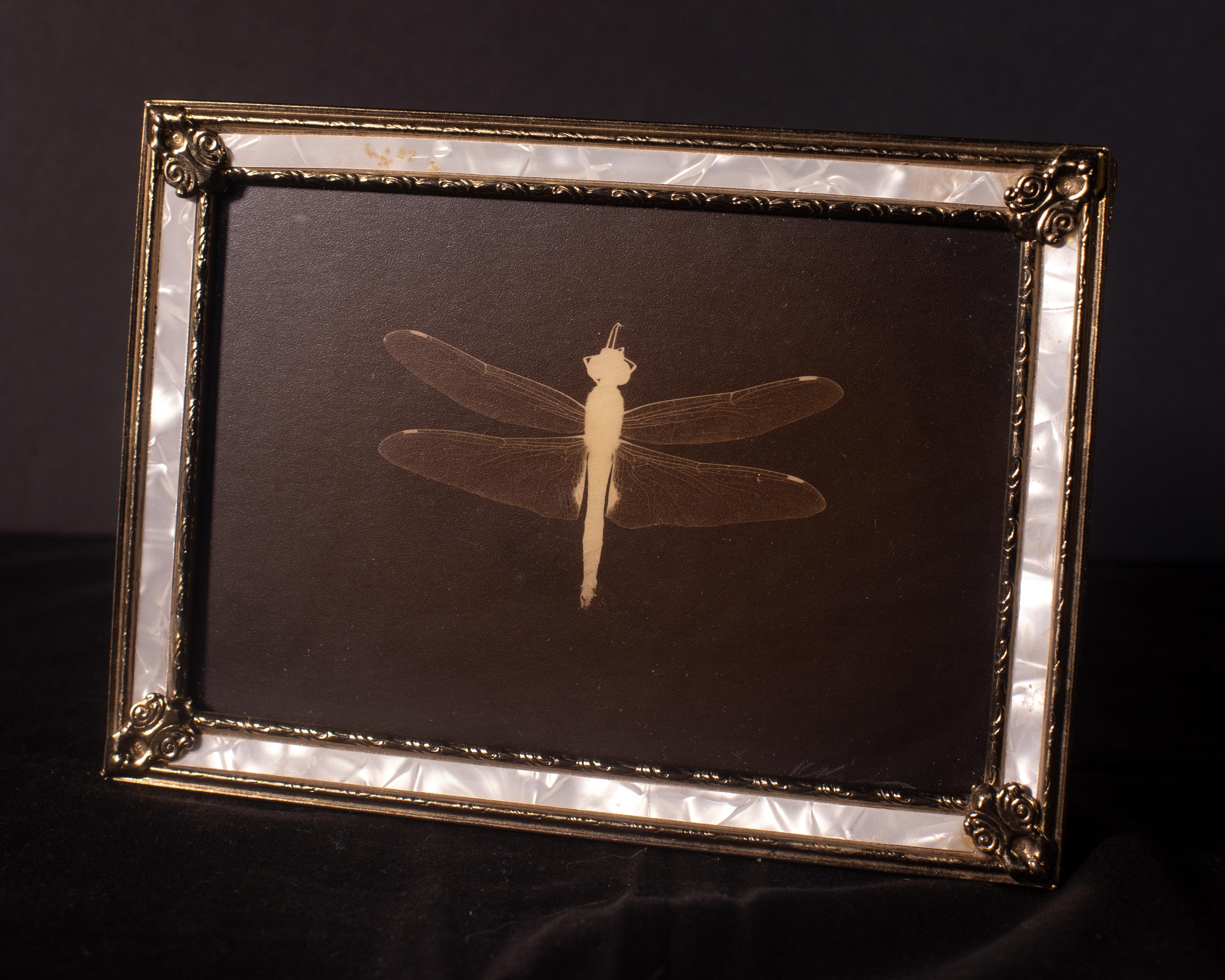 Libelle – Photograph von Kate Breakey