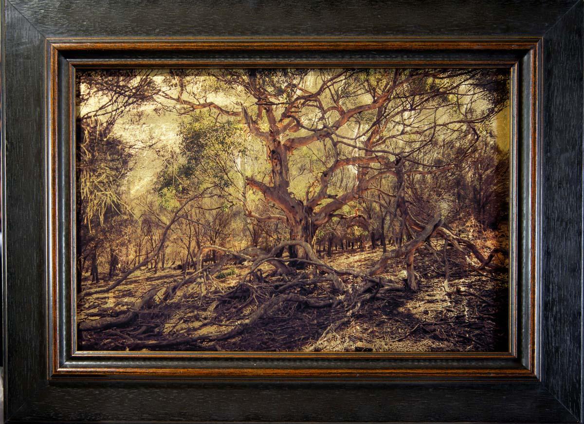 Kate Breakey Landscape Photograph - Eucalyptus Tree, Fallen Boughs, Kangaroo Island, South Australia