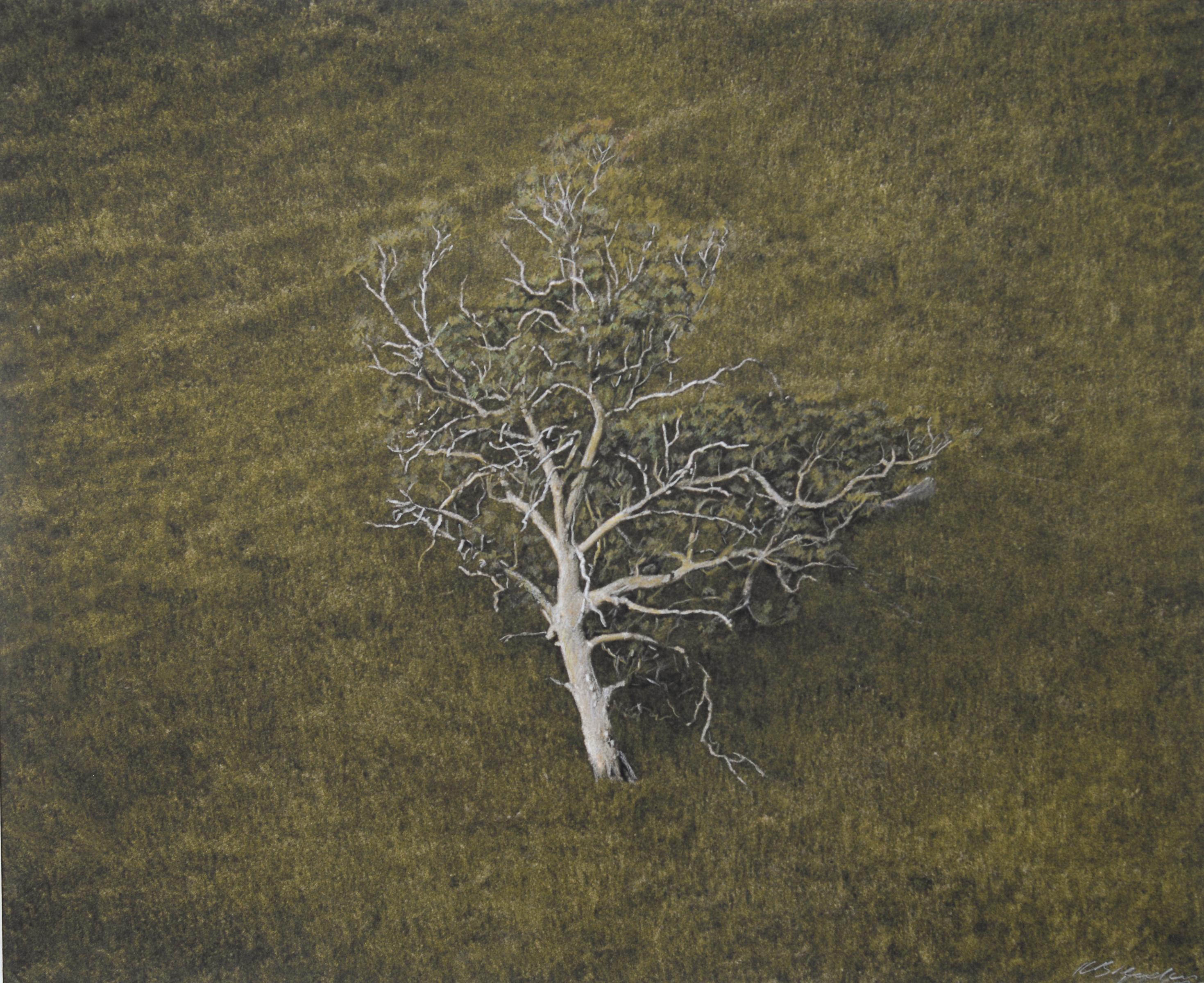 Kate Breakey Landscape Photograph - Eucalyptus Tree, Hillside, South Australia