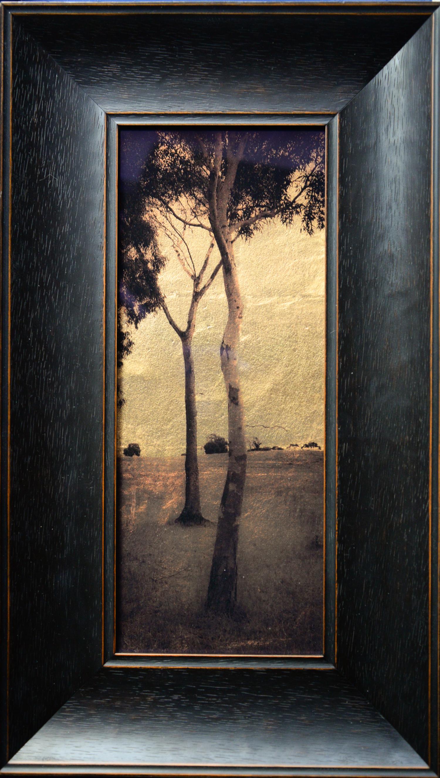 Kate Breakey Landscape Photograph - Eucalyptus Trees, Xmas Day, South Australia 