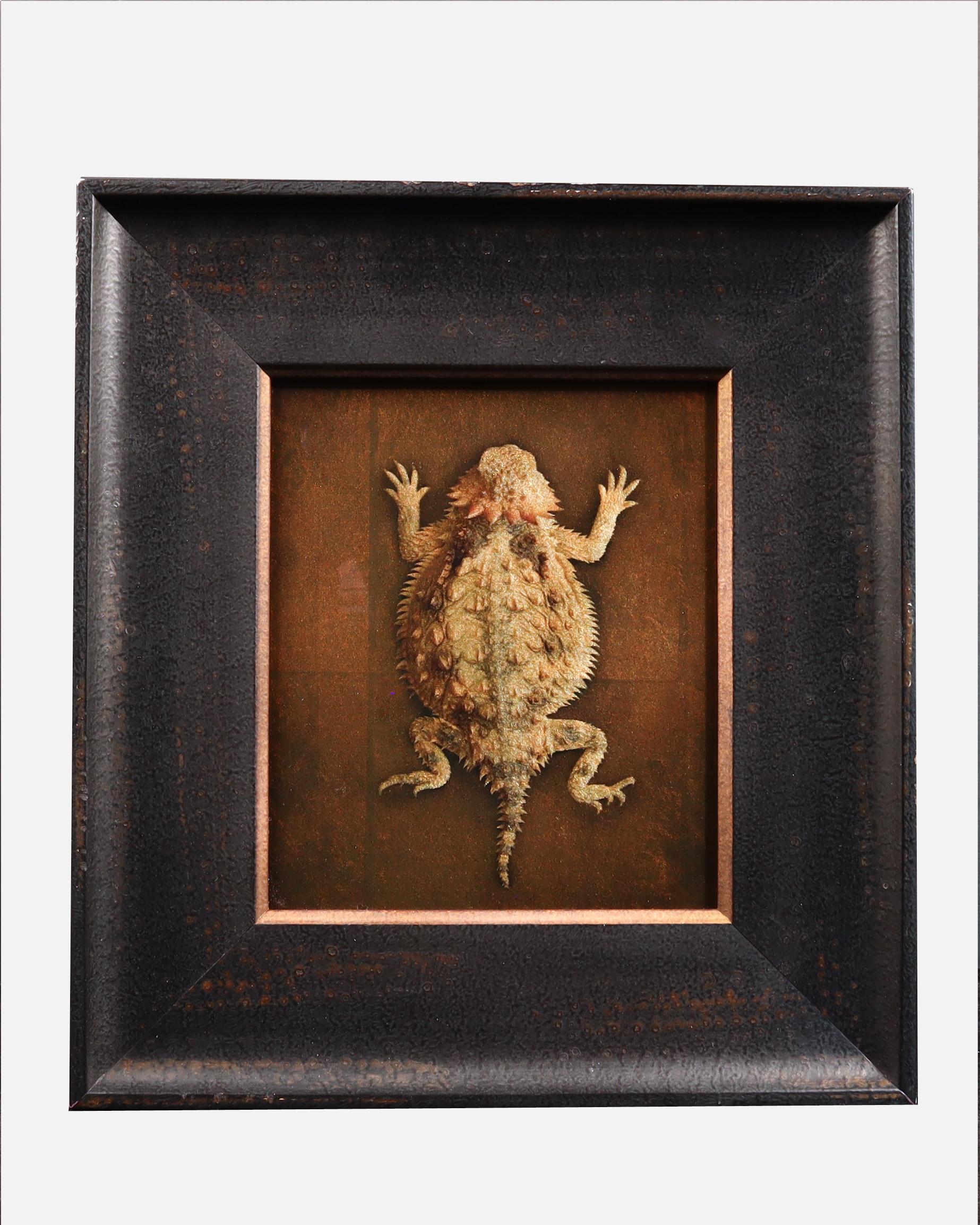 Kate Breakey Animal Print - Horny Toad Lizard