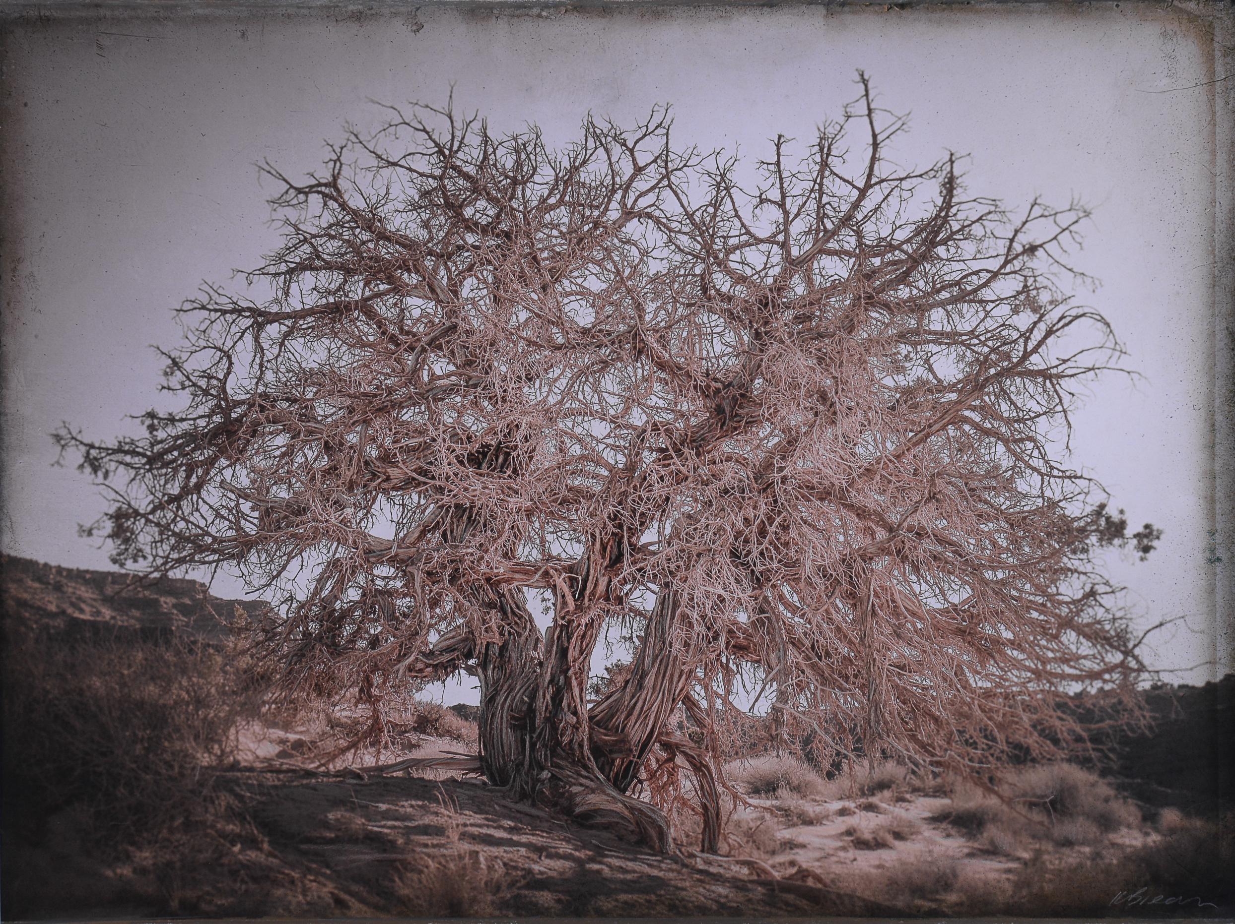 Kate Breakey Landscape Photograph - Juniper Tree, Monument Valley, Utah