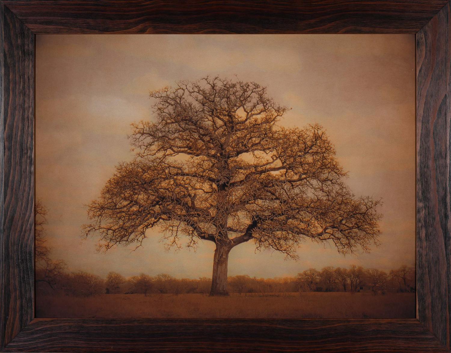 Kate Breakey Black and White Photograph - Live Oak Tree, Texas