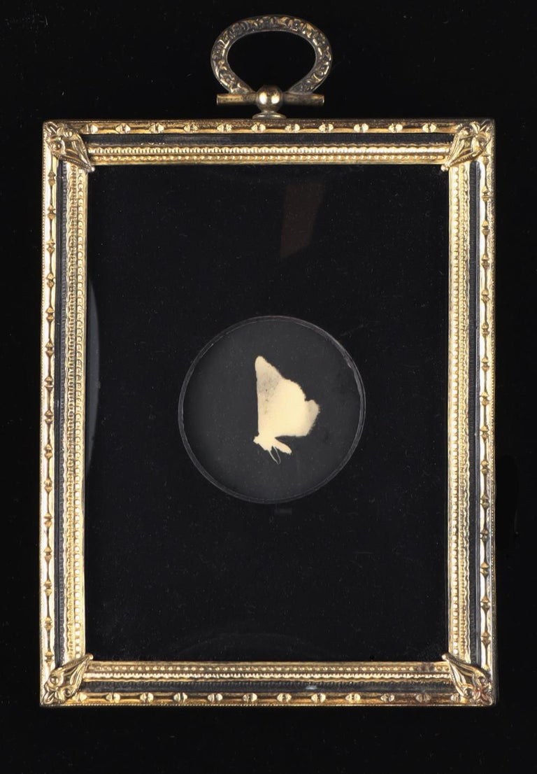 Kate Breakey Moth Sombras For Sale at 1stDibs