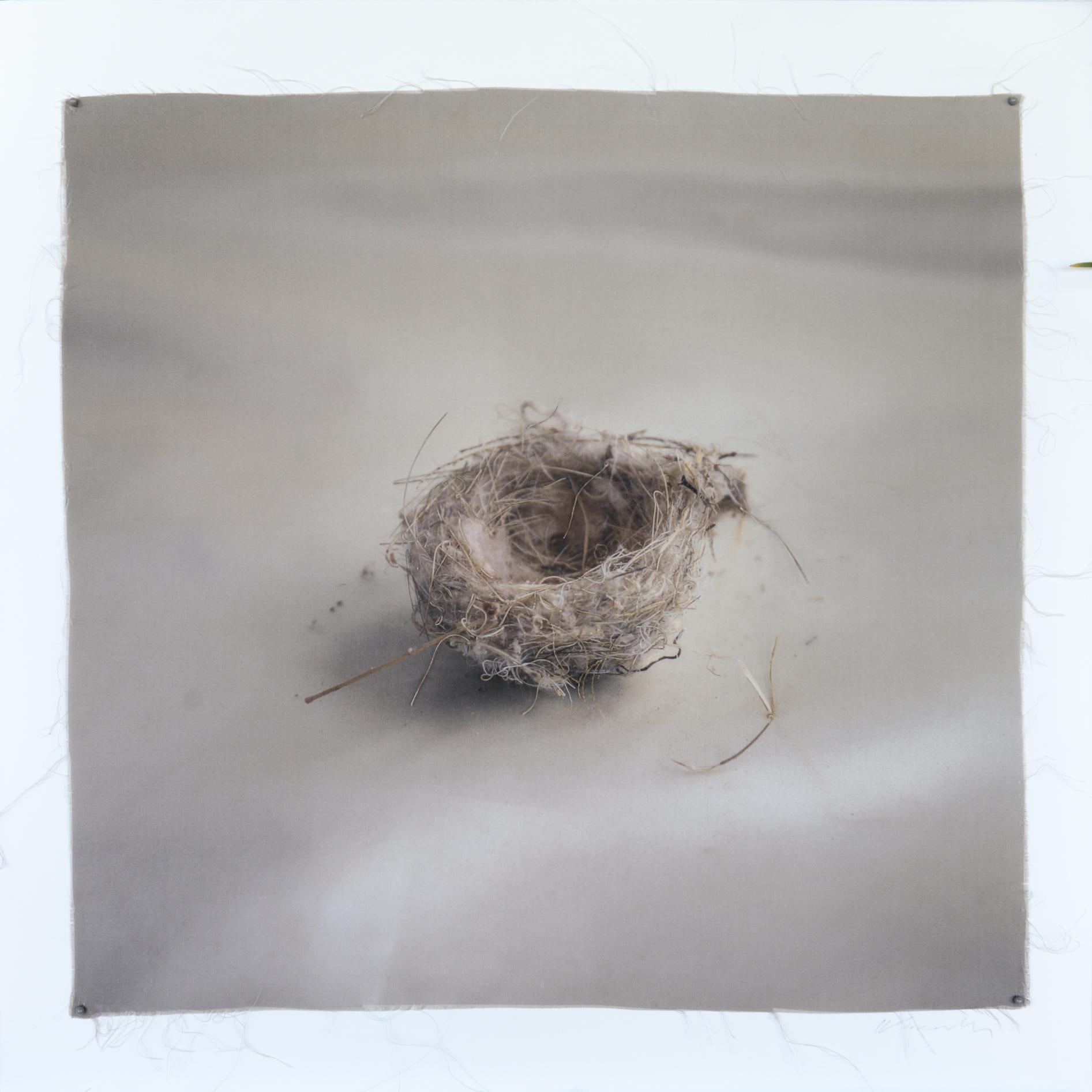 Kate Breakey Landscape Photograph – Nest 23