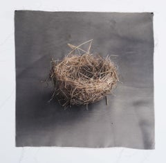 Nest 9