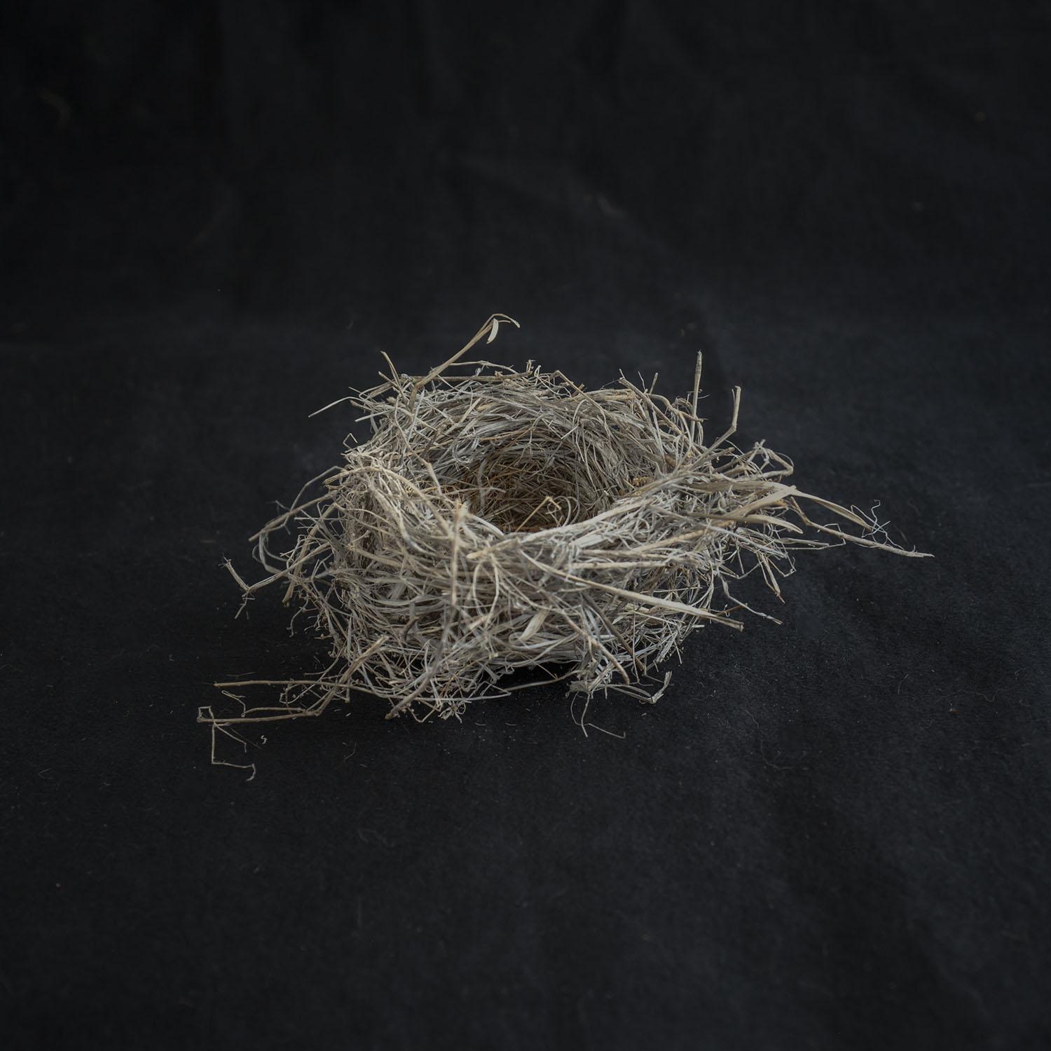 Kate Breakey Still-Life Photograph - Nest IV