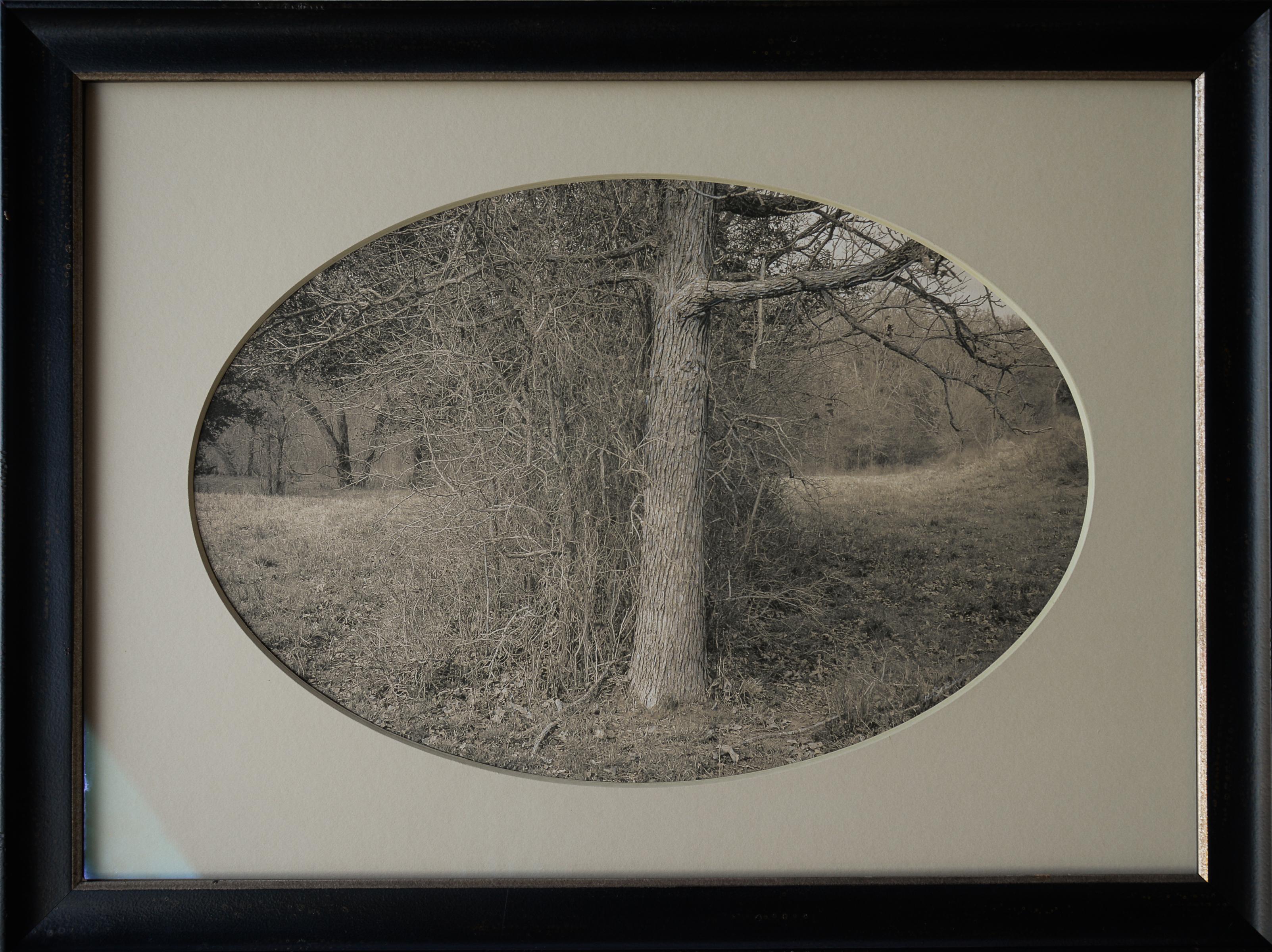 Kate Breakey Landscape Photograph – Eichebaum aus Eichenholz mit Bürsten, Plum Creek, Texas