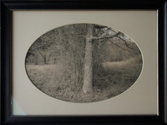 Eichenbaum mit Bürsten, Plum Creek, Texas