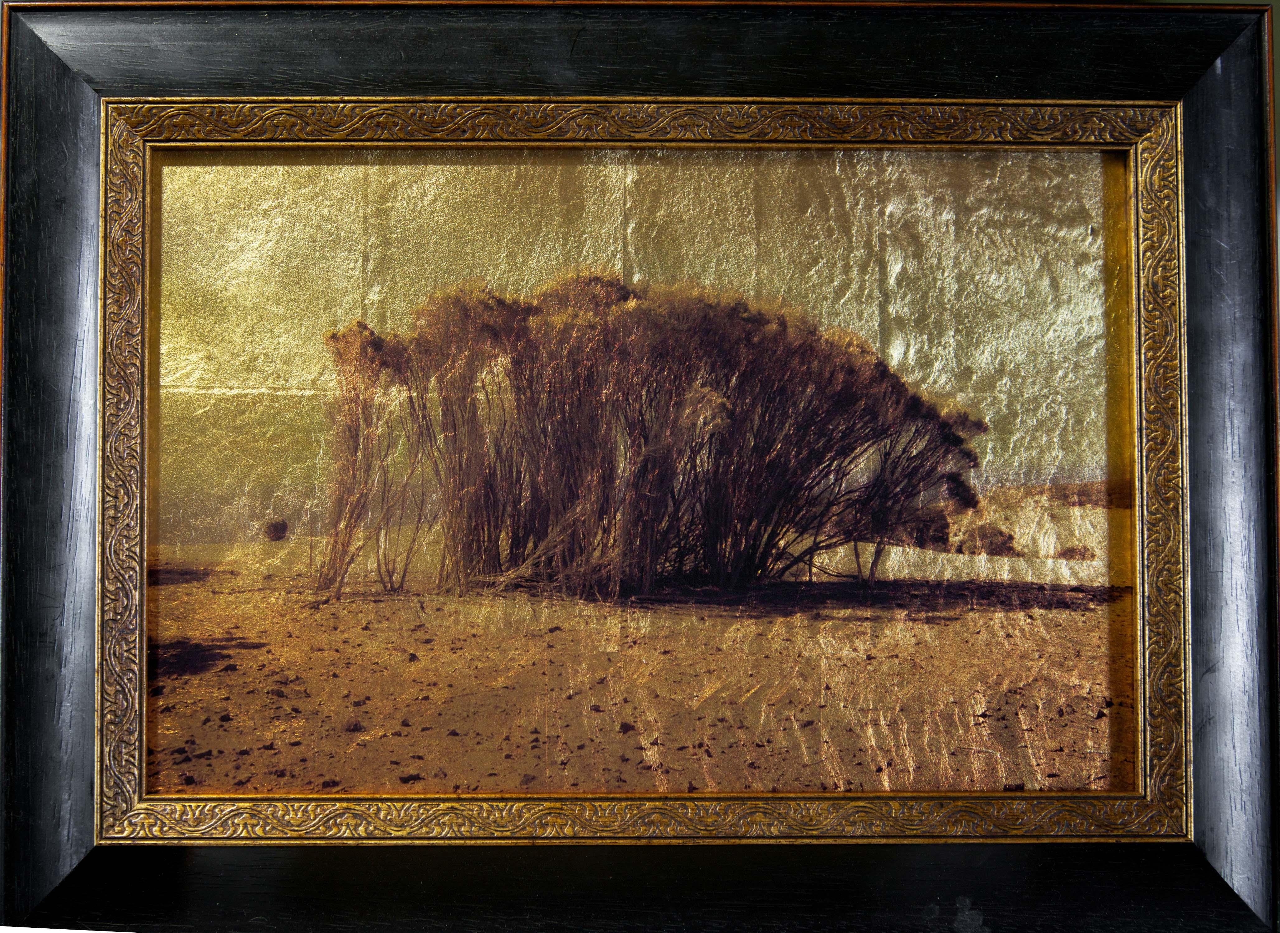 Kate Breakey Landscape Photograph – Scrub, Kangaroo-Insel, Australien