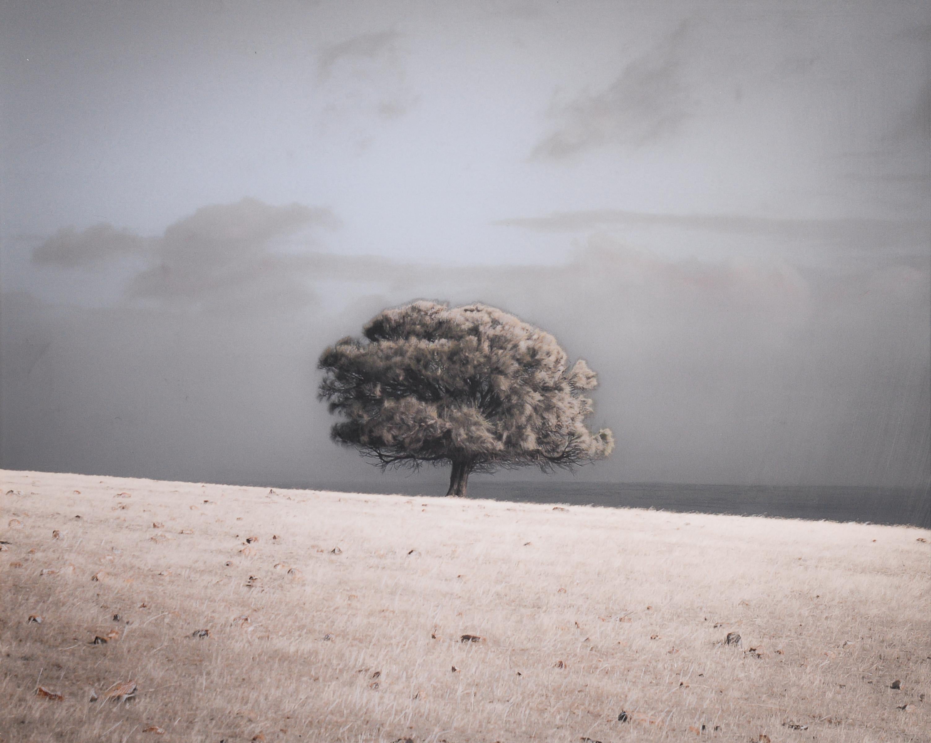 Kate Breakey Landscape Photograph - Sheoak by Ocean, Kangaroo Island