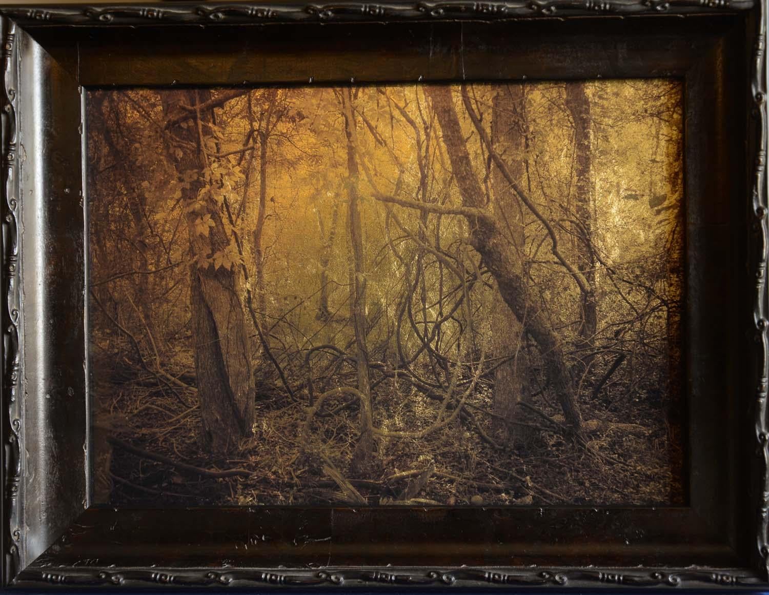 Swamp, Virginia Creeper, Plum Creek, Texas