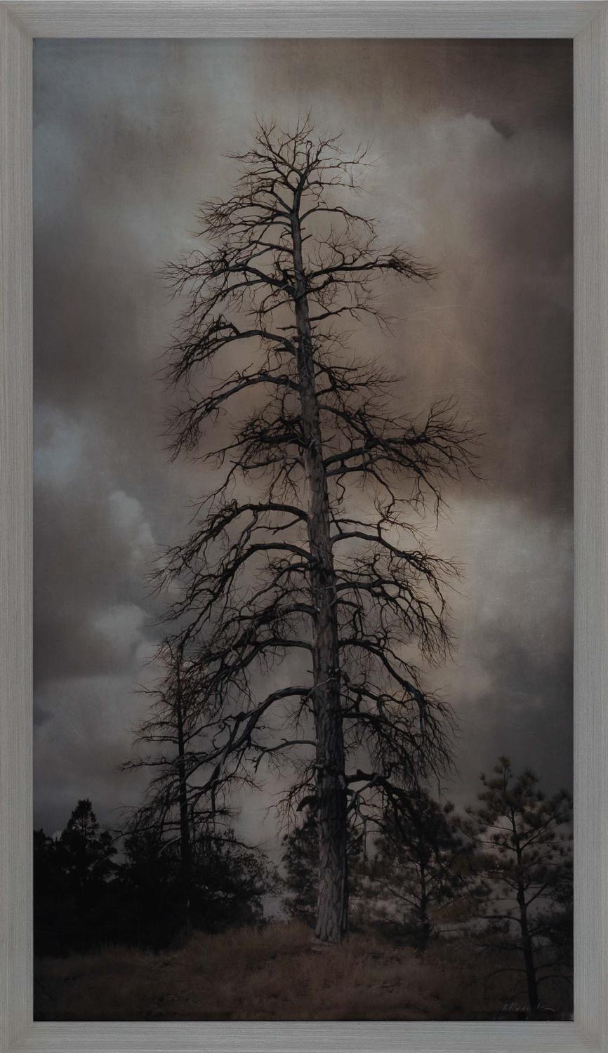 Kate Breakey Landscape Photograph - Tall Dead Pine Tree, White Mountains, Arizona