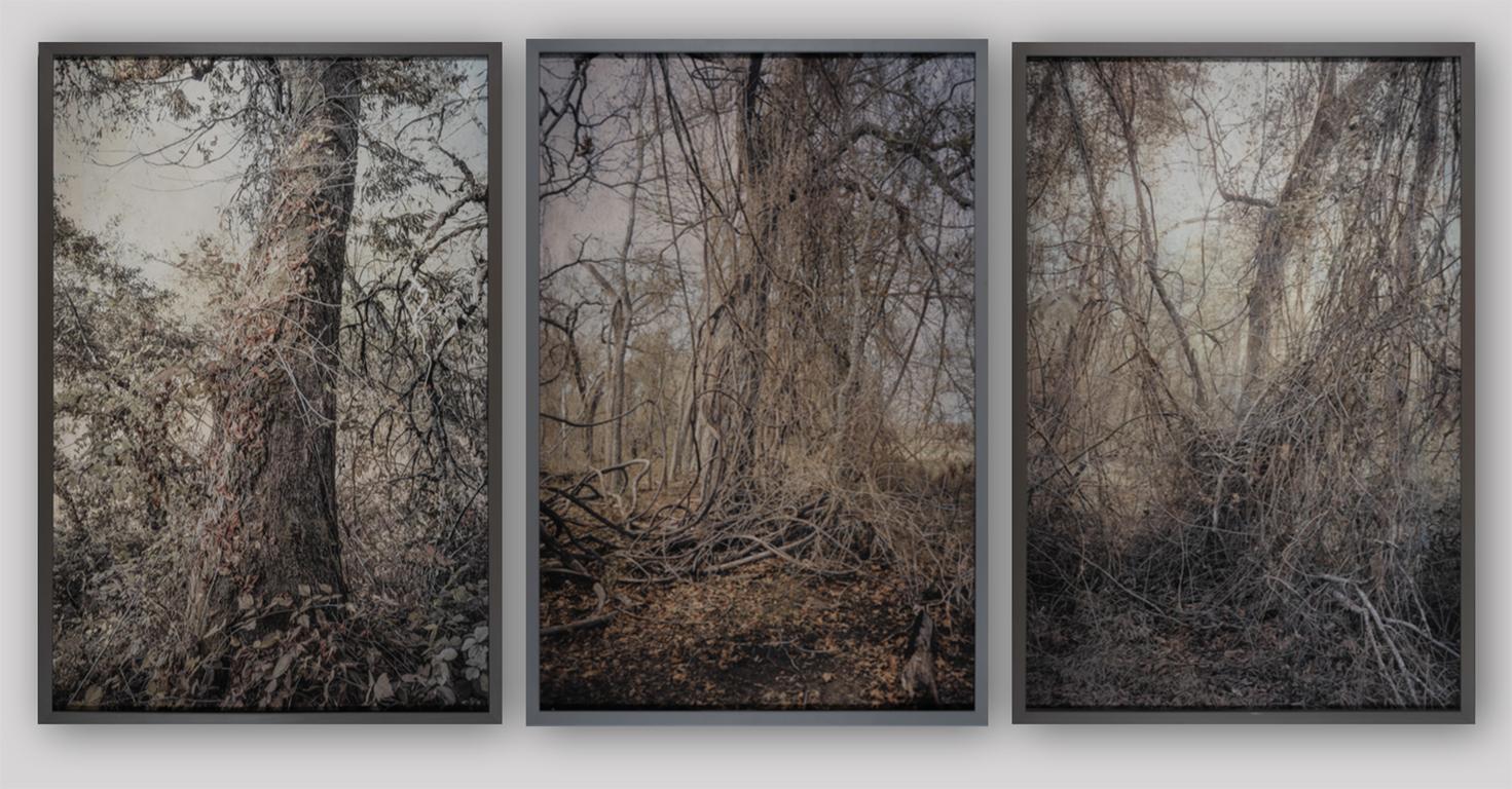 Tangled III - Photograph di Kate Breakey