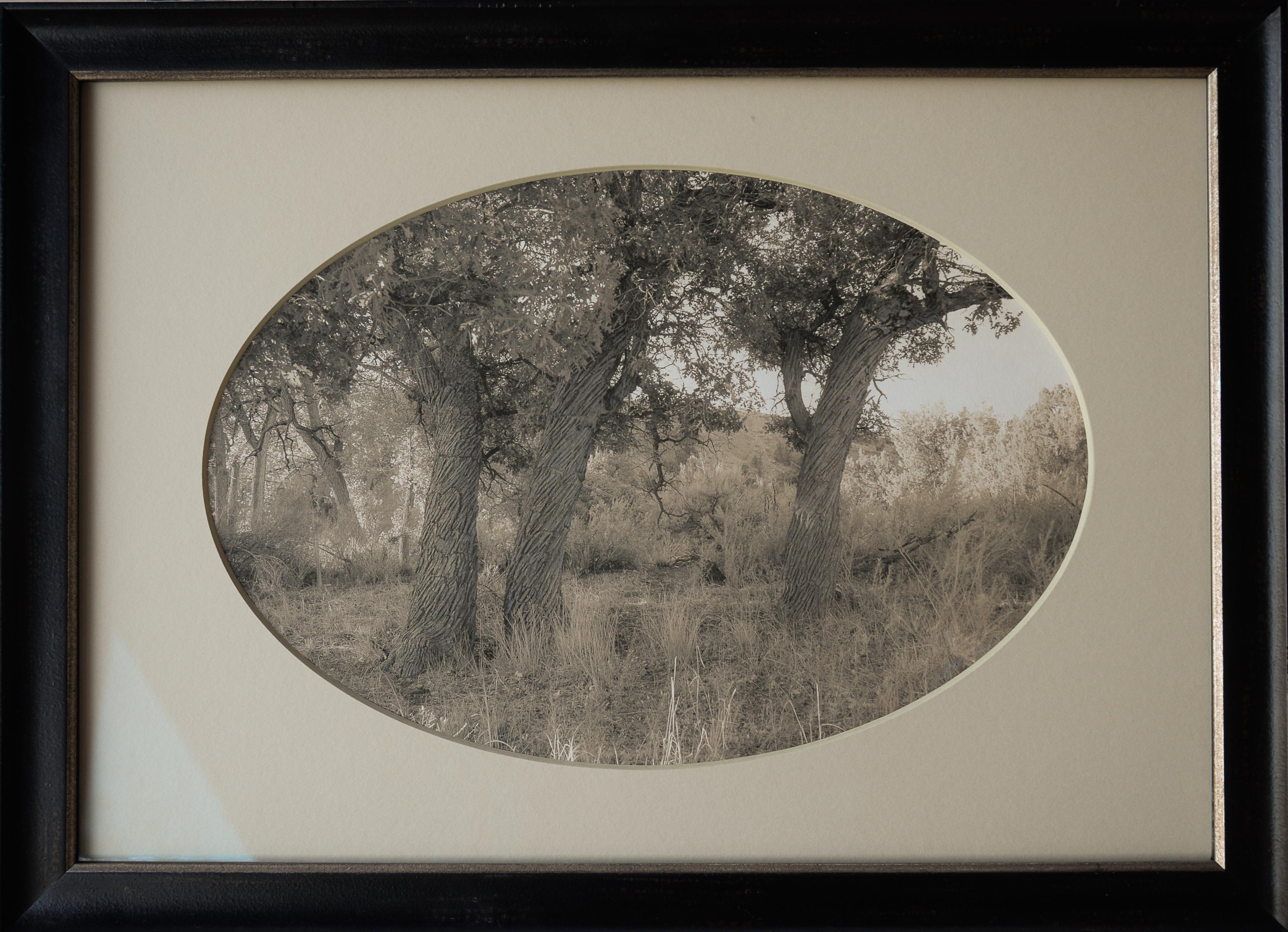 Kate Breakey Landscape Photograph - Three Oak Trees, Ghost Ranch, New Mexico