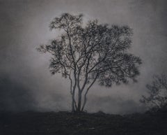 Tree in Mist, Mt. Etna, Sicily, Italy