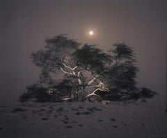 Albero della vita, Mesquite, Luna piena crescente, Bahrain