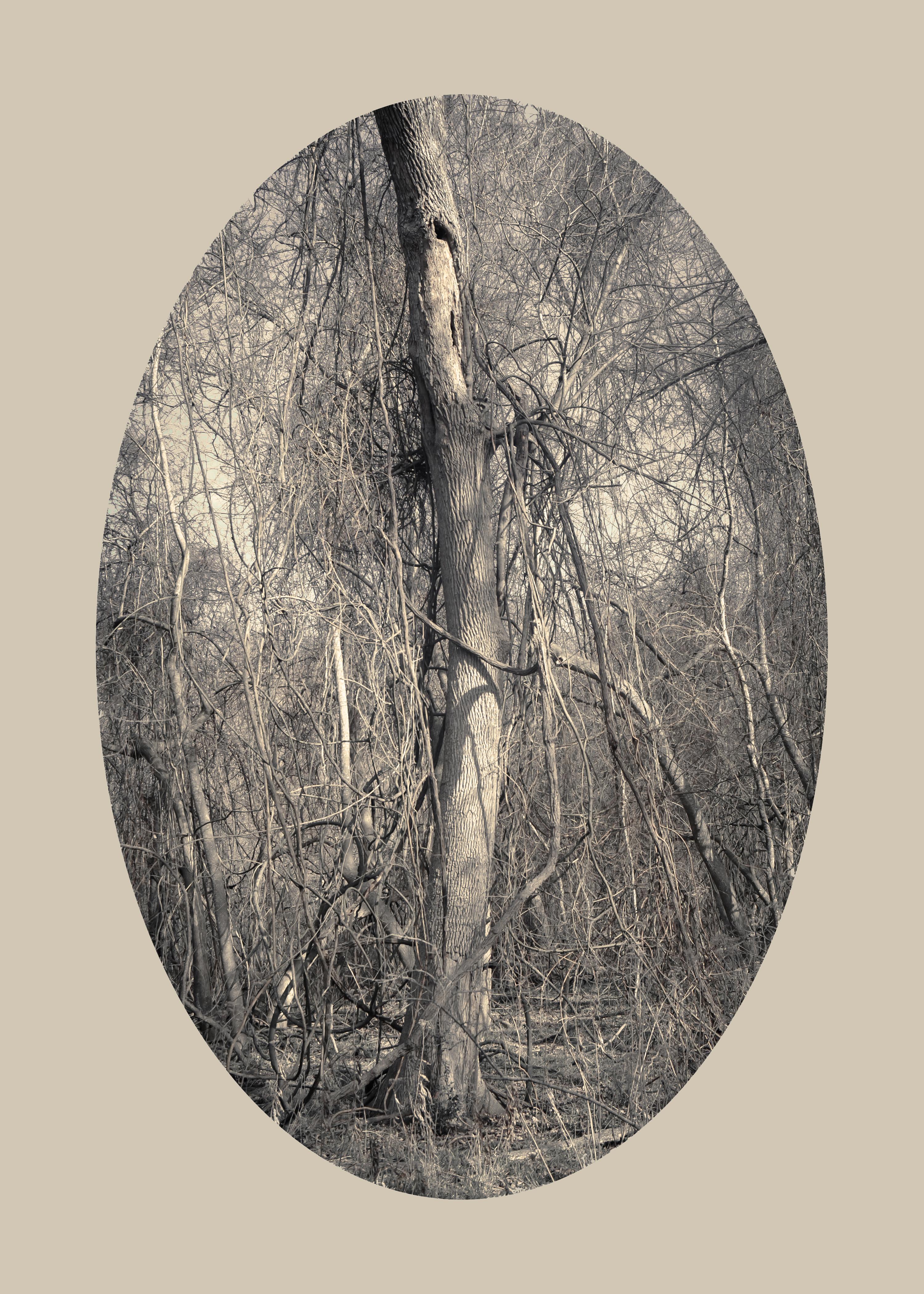 Kate Breakey Landscape Photograph - Tree with Vines, Plum Creek, Texas