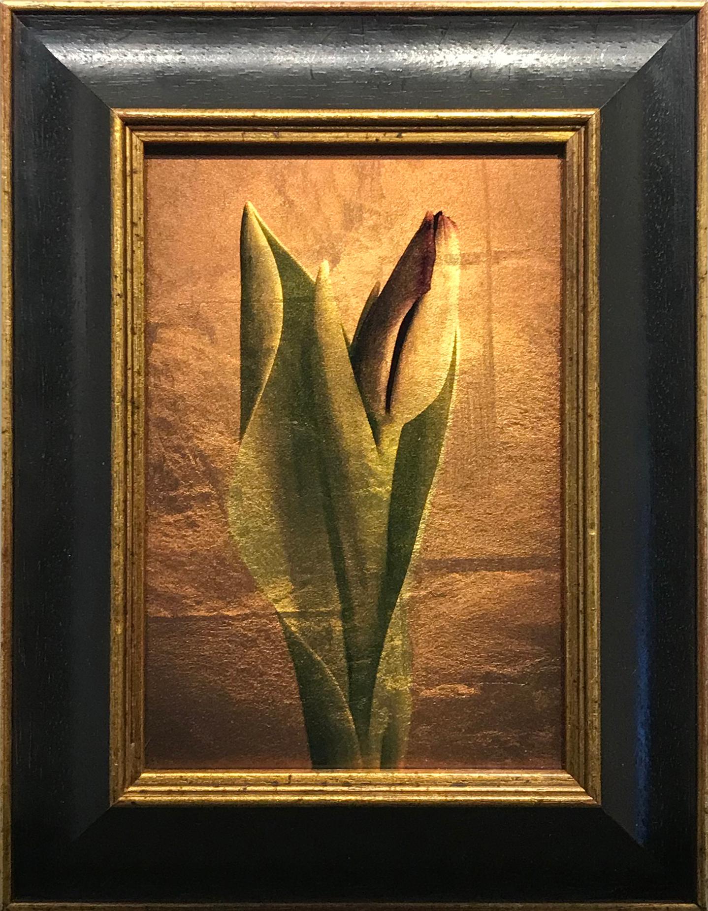 Une tulipe en forme de bouton