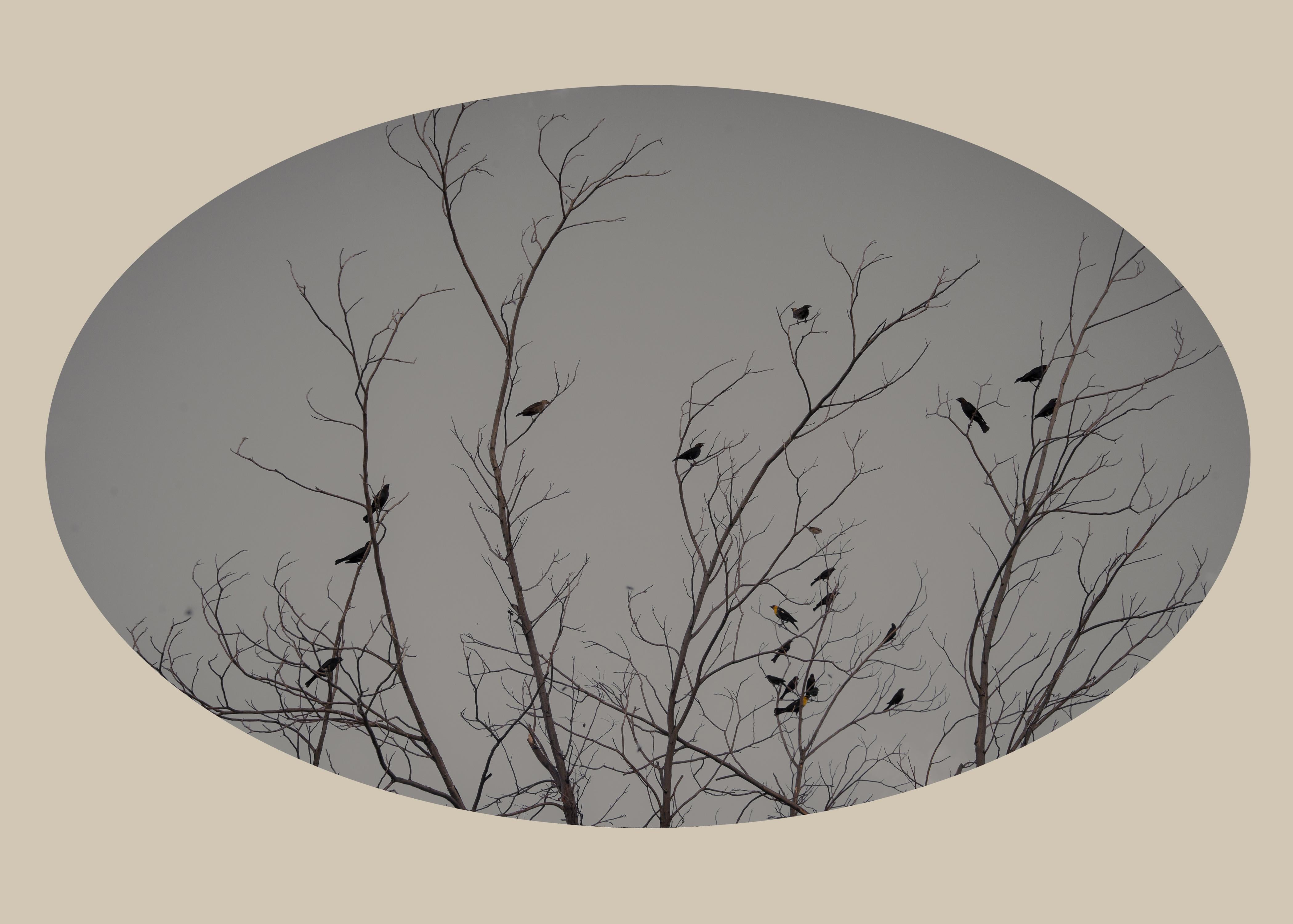 Landscape Photograph Kate Breakey - vingt-trois oiseaux, Nouveau-Mexique