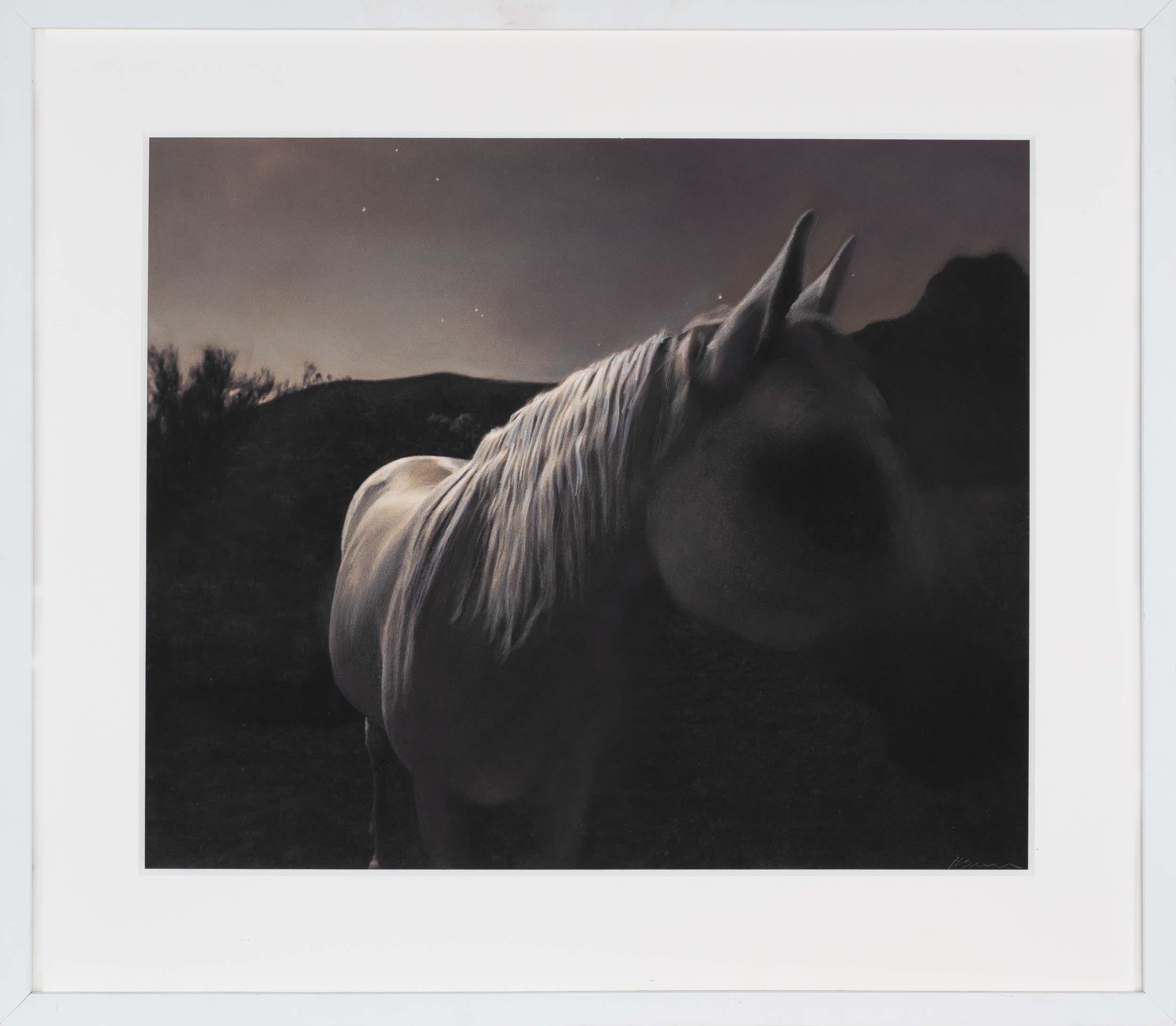 Kate Breakey Still-Life Photograph – Weißes weißes Pferd im Mondlicht