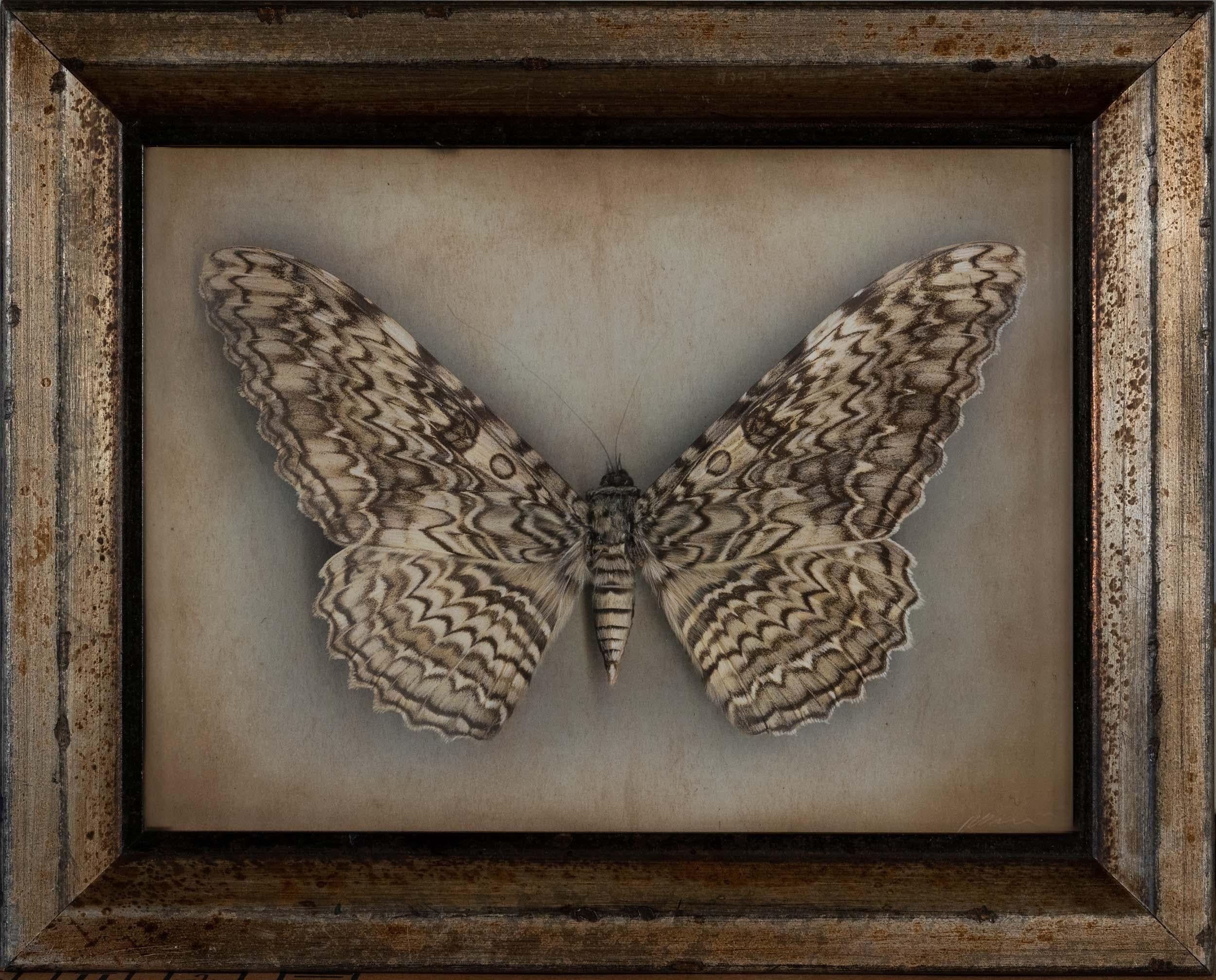 Kate Breakey Black and White Photograph - White Witch Moth