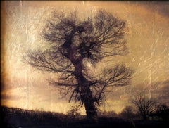 "Big Tree, Birmingham, UK #2/20" (2011) Di Kate Breakey, Stampa in edizione limitata