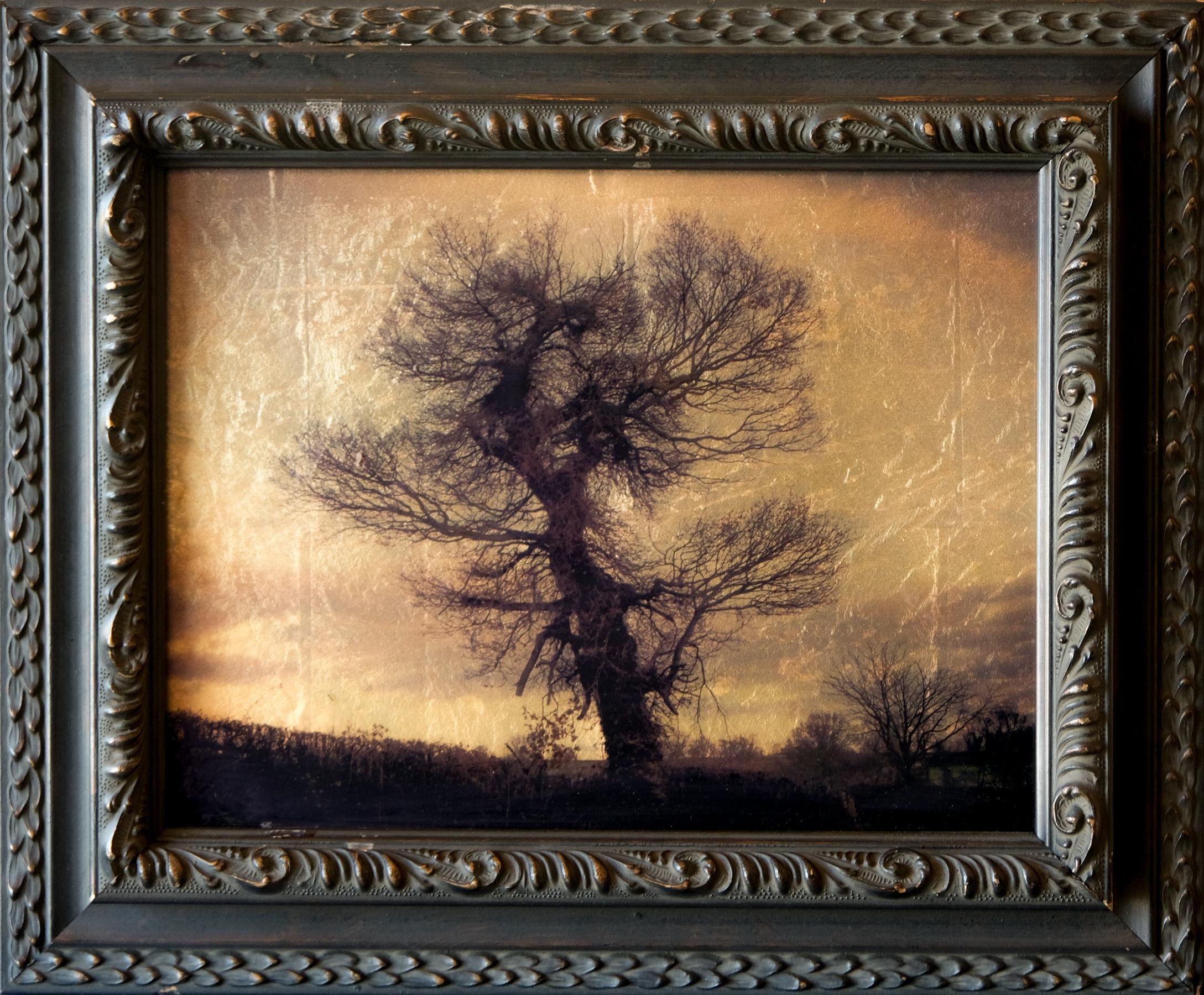 "Big Tree, Birmingham, Reino Unido #2/20" (2011) Por Kate Breakey, Impresión de edición limitada