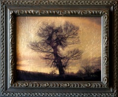 "Big Tree, Birmingham, Reino Unido #2/20" (2011) Por Kate Breakey, Impresión de edición limitada