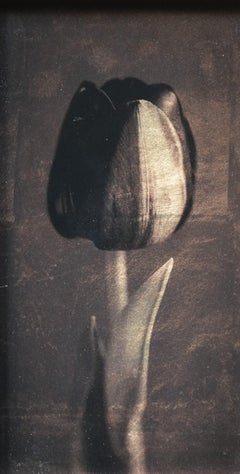 "Black Tulip II #3/20" (2017) By Kate Breakey, Limited Edition Print