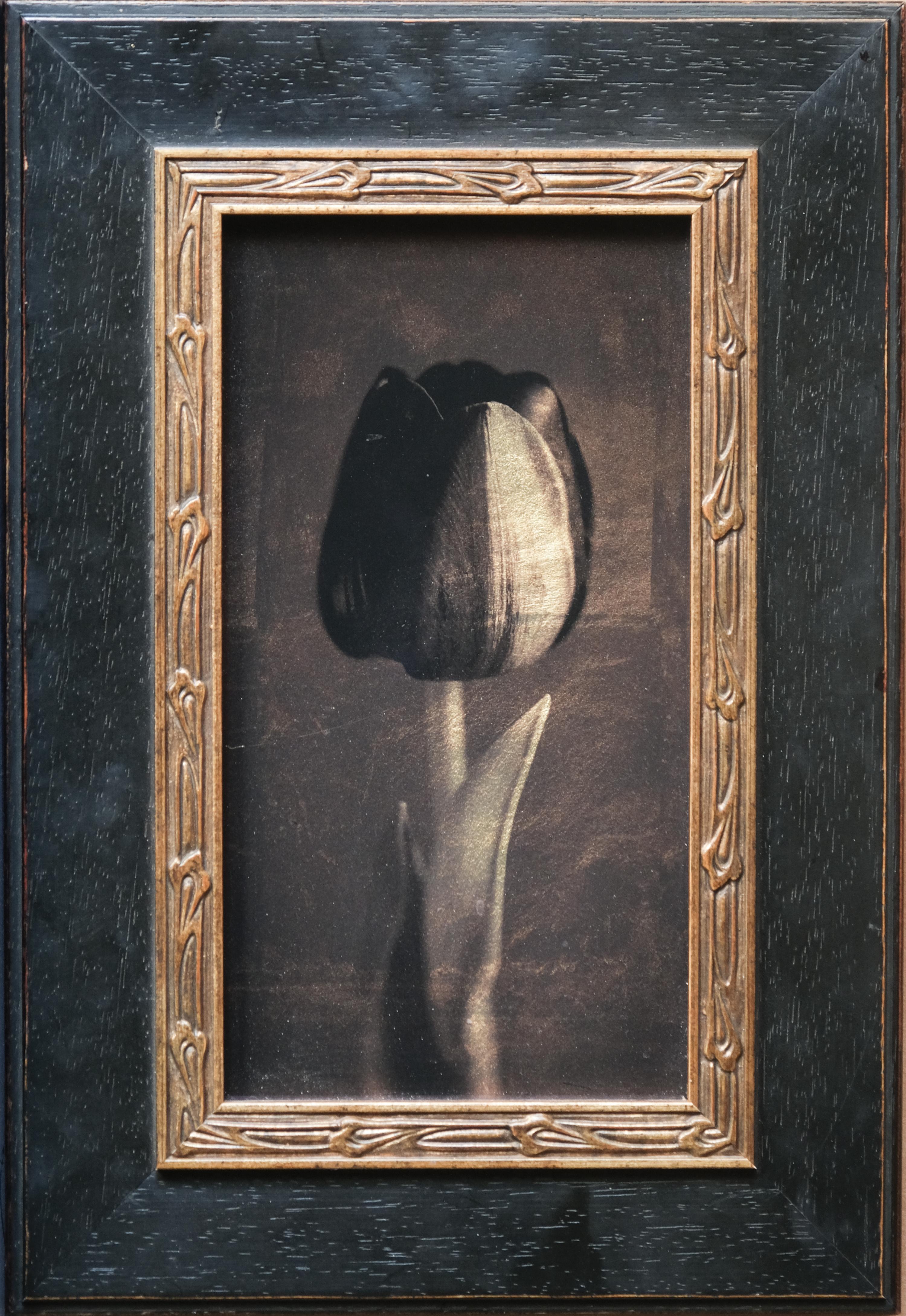 "Black Tulip II #3/20" (2017) di Kate Breakey, Stampa in edizione limitata