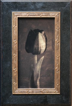 "Black Tulip II #3/20" (2017) di Kate Breakey, Stampa in edizione limitata
