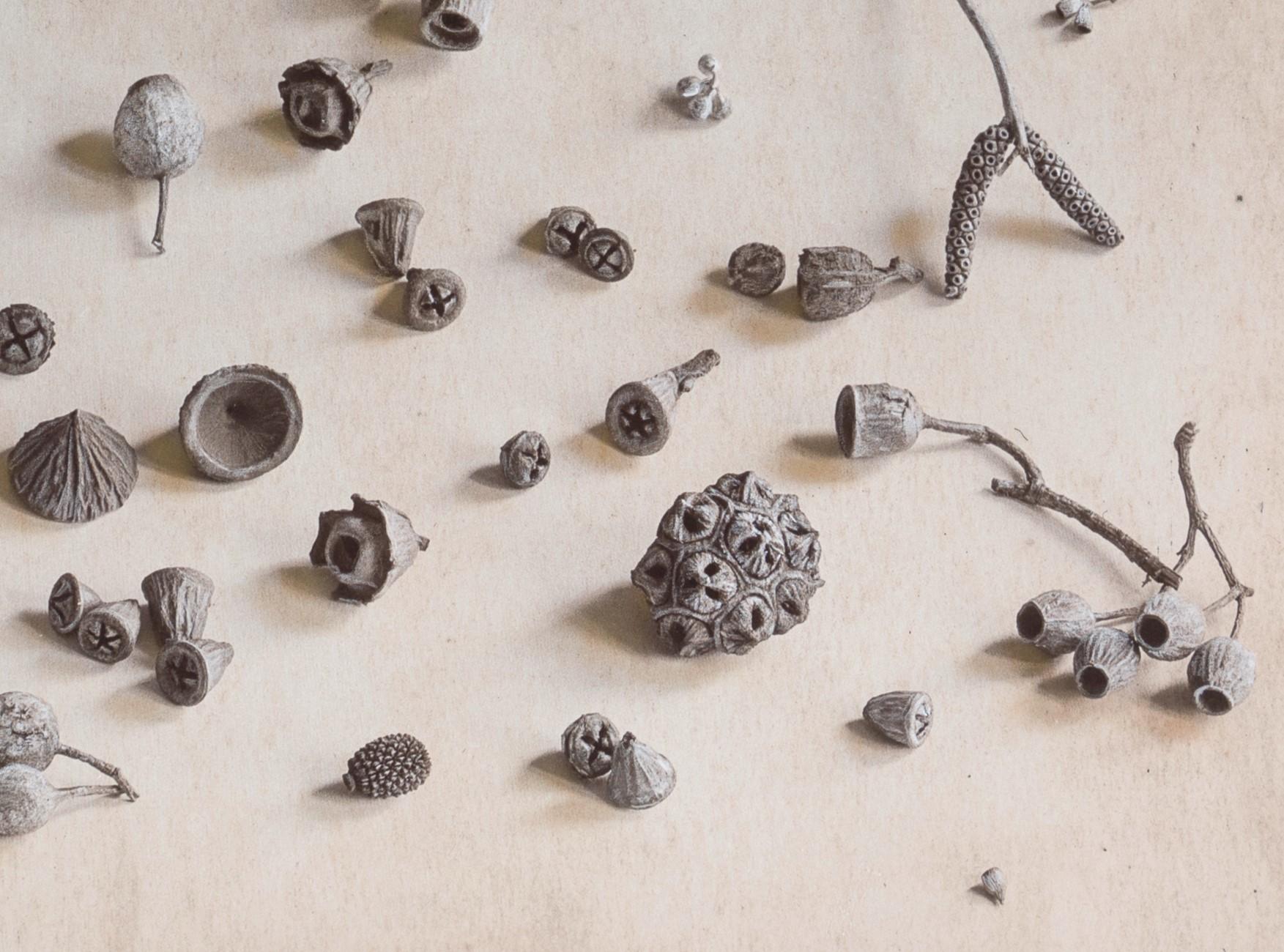 « Collection de nus d'eucalyptus #4/20 » par Kate Breakey, impression pigmentaire d'art en vente 1