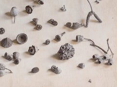 "Collection of Eucalyptus Nuts #4/20" By Kate Breakey, Archival Pigment Print