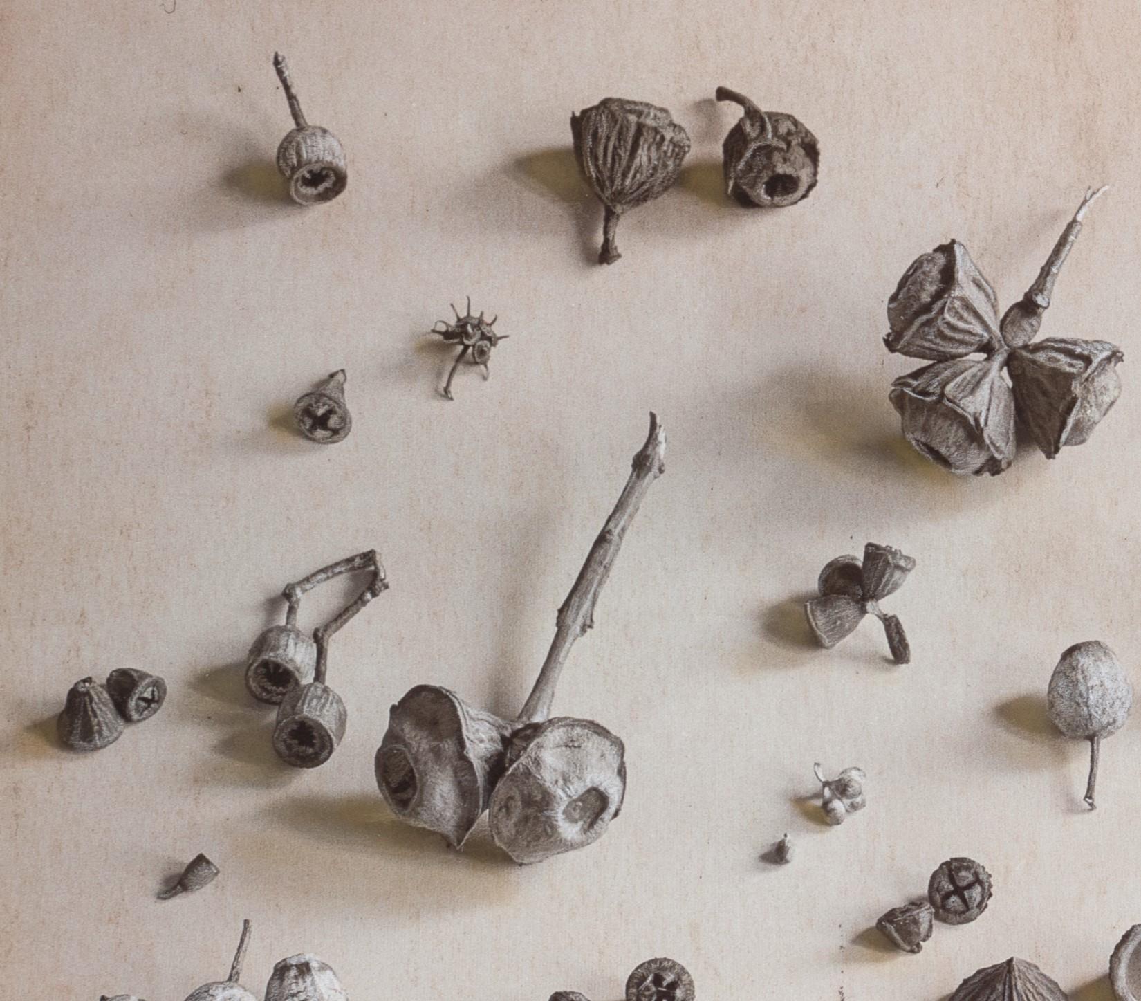 « Collection de nus d'eucalyptus #4/20 » par Kate Breakey, impression pigmentaire d'art en vente 2