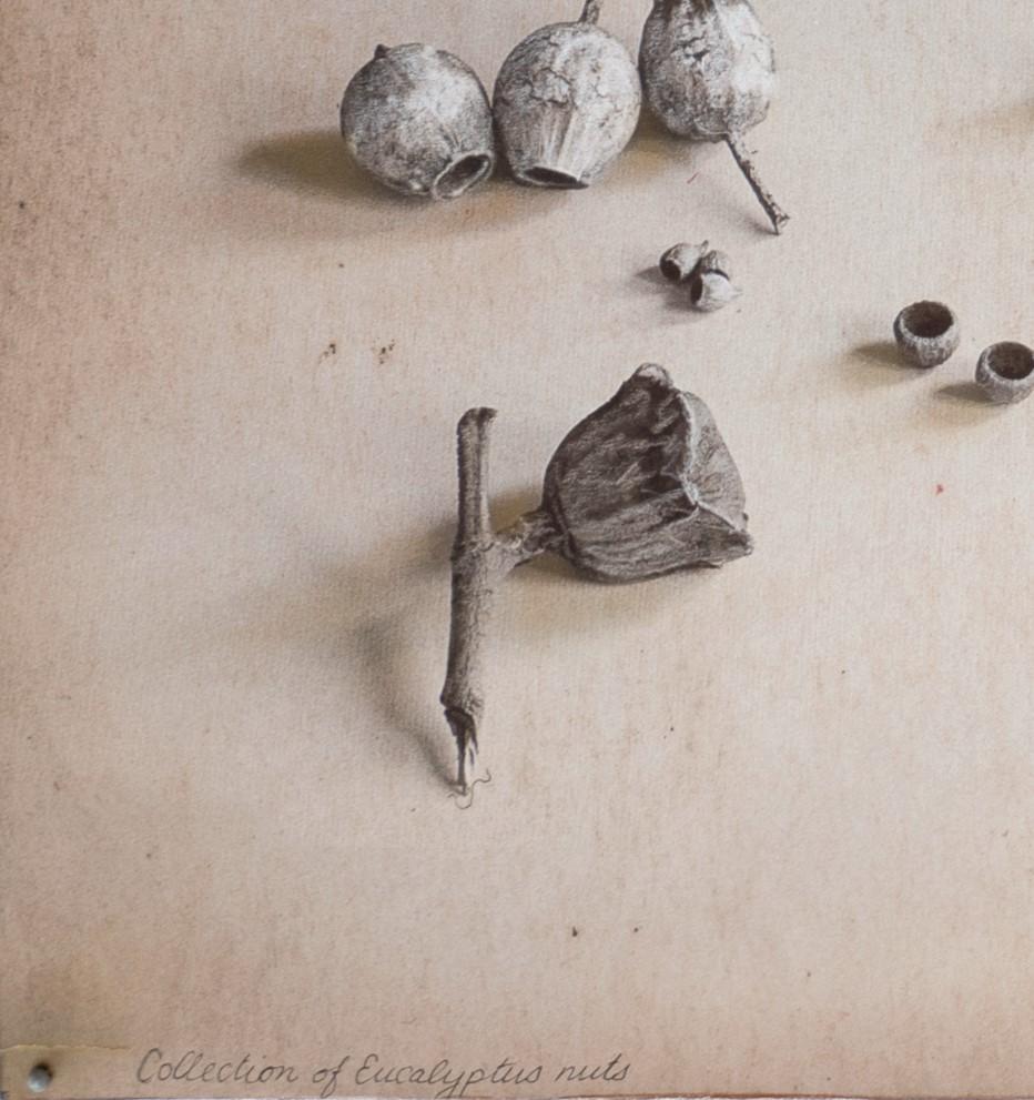« Collection de nus d'eucalyptus #4/20 » par Kate Breakey, impression pigmentaire d'art en vente 3
